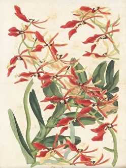 Magazine Of Botany Prints: Renanthera coccinea orchid