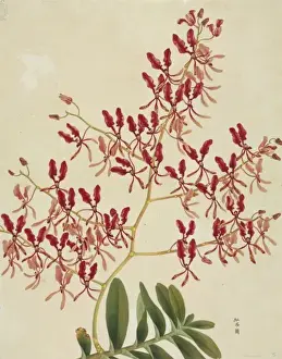 Delicate Prints: Renanthera coccinea, orchid