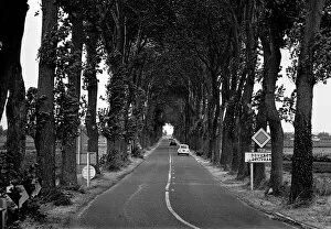 A Renault car drives up an avenue of trees
