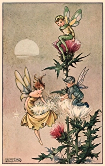 Images Dated 24th February 2010: Rene Cloke. Thistledown