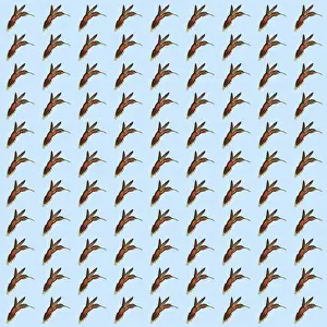 Repeating Pattern - Hummingbirds