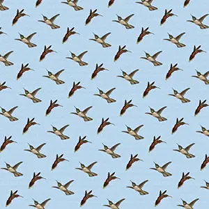 Repeating Pattern - Hummingbirds