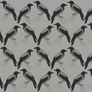 Images Dated 29th April 2016: Repeating Pattern - Jackdaws