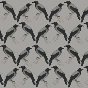 Images Dated 29th April 2016: Repeating Pattern - Jackdaws