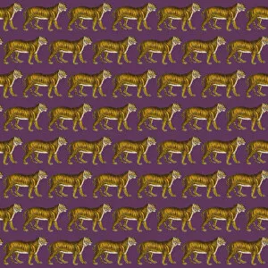 Images Dated 7th December 2017: Repeating Pattern - Tigers - purple background