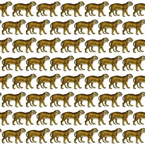 Images Dated 7th December 2017: Repeating Pattern - Tigers - white background