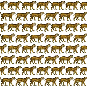 Images Dated 7th December 2017: Repeating Pattern - Tigers - white background
