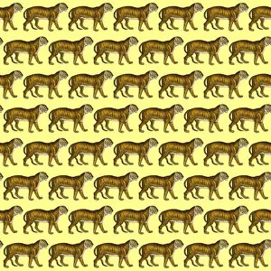 Images Dated 7th December 2017: Repeating Pattern - Tigers - yellow background