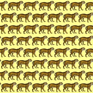 Images Dated 7th December 2017: Repeating Pattern - Tigers - yellow background