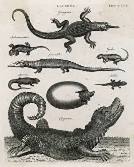 Alligator Gallery: Reptile / Cayman Crocodile