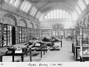 Natural History Museum Collection: Reptile Gallery, November 1889