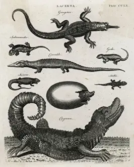 Salamander Prints: REPTILE / GECKO