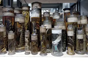 Preservation Prints: Reptile specimens in the Darwin Centre