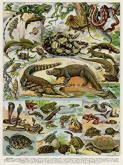 Alligator Gallery: Reptiles