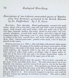 Reptiles from New Zealand