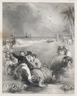 Turtles Prints: Reptiles / Turtles / Hunting