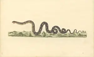 Graceful Prints: Reptilia (class), snake