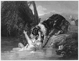 Rescued by Newfoundland