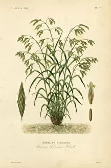 Debray Collection: Rescuegrass or Schraders bromegrass, Bromus catharticus