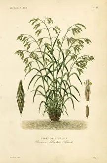 Rescuegrass or Schraders bromegrass, Bromus catharticus