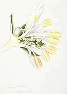 Brassicales Gallery: Reseda alba, white upright mignonette
