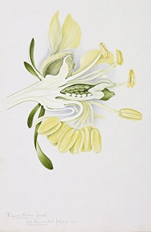Brassicales Gallery: Reseda lutea, yellow mignonette