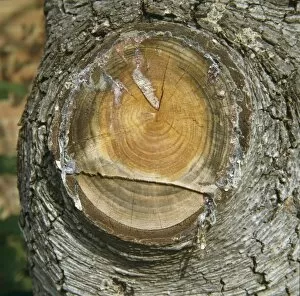 Resin from a cedar tree