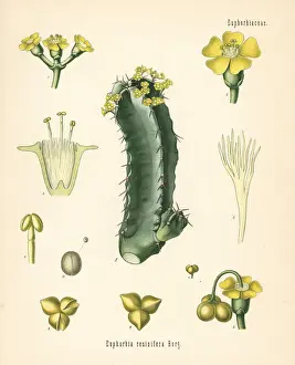 Resin spurge, Euphorbia resinifera