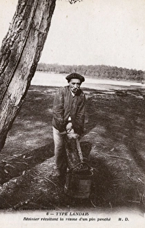 Aquitaine Gallery: Resinier collecting resin of a pine tree, France