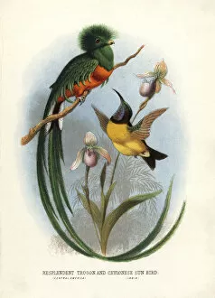 Ornithology Collection: Resplendent quetzal, Pharomachrus mocinno