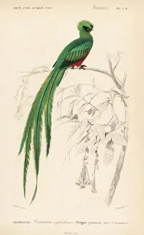 Resplendent quetzal, Pharomachrus mocinno
