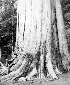 Cedar Prints: Resting beneath a cedar tree, Vancouver, Canada, early 1900s