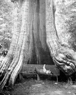 Resting beneath a cedar tree, Vancouver, Canada, early 1900s