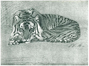 Chalk Collection: Resting Tiger