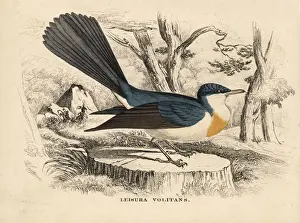 Flycatcher Prints: Restless flycatcher, Myiagra inquieta