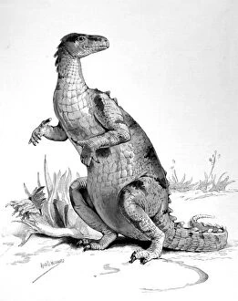 Images Dated 12th April 2004: Restored figure of the Iguanodon