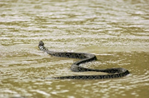 Amphibians Collection: A Reticulated Python swims from a small freshwater-stream