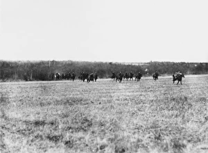 Aisne Gallery: Retiring German cavalry WWI