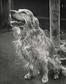 Retriever