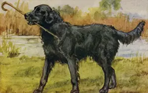 Retriever Prints: Retriever