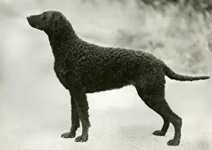 Retriever Prints: RETRIEVER / DARELYN DELLAH