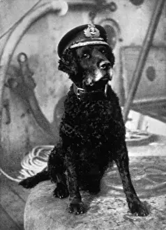 Retriever Prints: Retriever in Sailors Cap