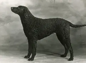 Retriever Prints: RETRIEVER / SARONA STELLA