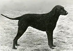 Retriever Prints: RETRIEVER / SOLITARE