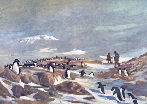 Images Dated 8th April 2011: Return of the Penguins