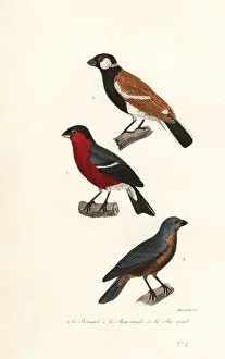 Achille Richard Prints: Reunion bullfinch species, Eurasian bullfinch and blue grosbeak