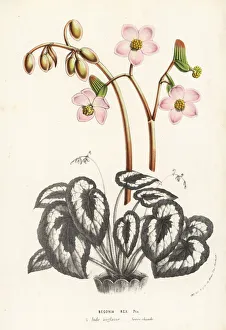 Begonia Gallery: Rex begonia, Begonia rex