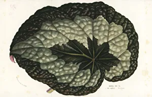 Begonia Gallery: Rex begonia leaf, Begonia rex
