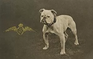 Aggressive Gallery: RFC WW1 bulldog postcard
