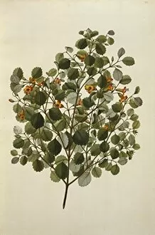 New Zealand Collection: Rhabdothamnus solandri, matata